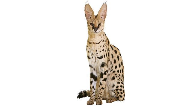 Spotted serval cat with large ears sitting elegantly, isolated on transparent background