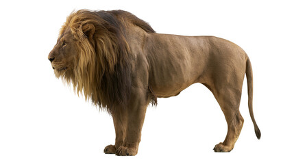 Majestic male lion with full mane standing profile view, isolated on transparent background © George