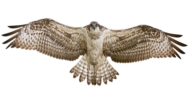 Majestic osprey bird with wide spread wings, isolated on transparent background