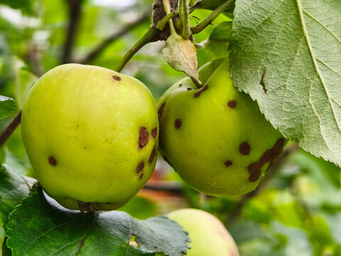 Two green unripe apples on tree showing brown scab fungal spots