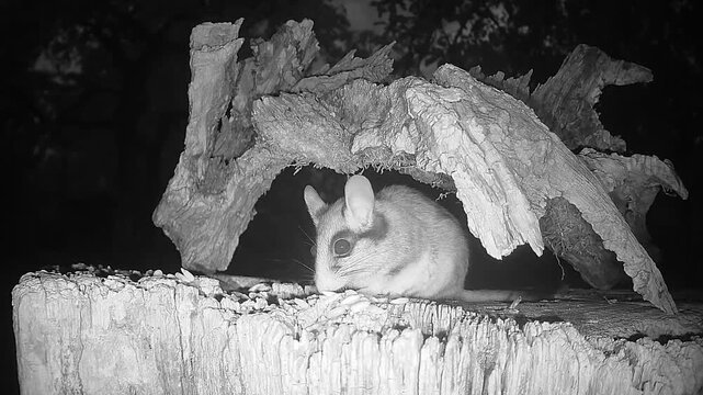 Gartenschl&auml;fer nachts an seiner H&ouml;hle (Eliomys quercinus)