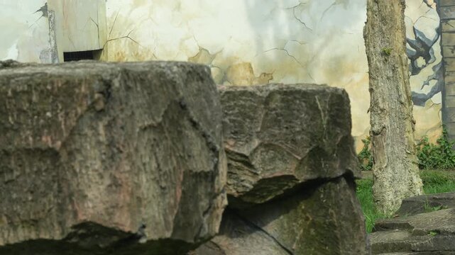 Sumatran Tiger Walking on Rocks Behind Trees in Batam Zoo Indonesia 4K