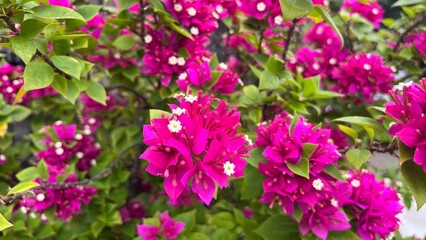 Fototapeta premium pink flowers in the garden