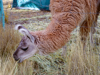 Naklejka premium Llama Grazing on Dry Grass with Its Long Neck and Wavy Fleece
