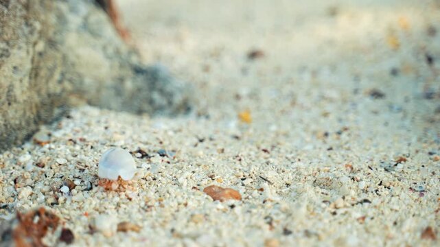 Hermit crab crawling slowly across the white sand beach near a large rock formation during a sunny day while searching for food in the coastal environment at the edge of the blue tropical ocean.
