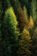 Obraz premium Transition between summer and autumn shown in a forest with trees changing colors in a natural landscape