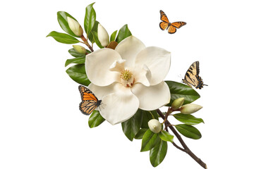 White magnolia flower with butterflies. Elegant floral branch isolated on white background. © sazid