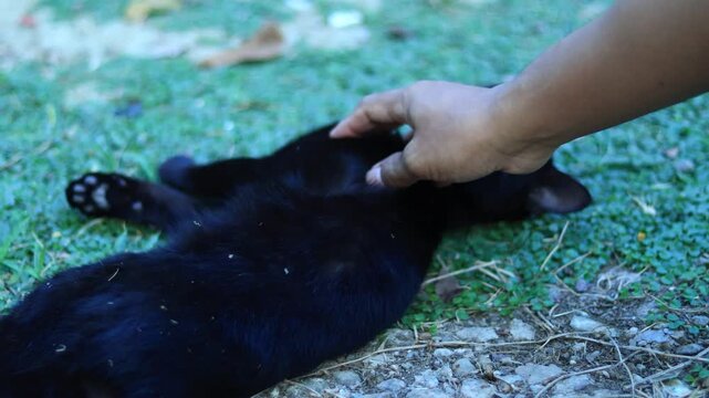 Black cat being petted