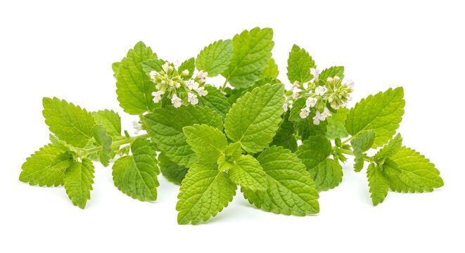 Fresh Lemon Balm Branches with Aromatic Toothed Leaves and Tiny Flowers Isolated on White
