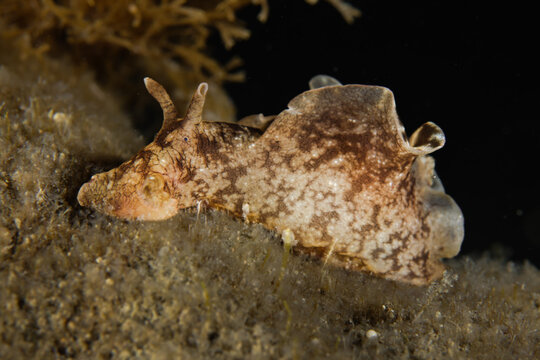 Brown sea hare from Cyprus 
