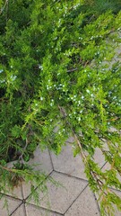 Naklejka premium Green flowering shrub growing beside paved sidewalk
