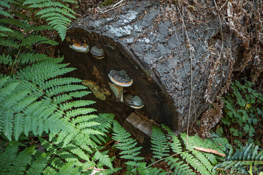 Wild shelf mushrooms grow on fallen log surrounded ferns