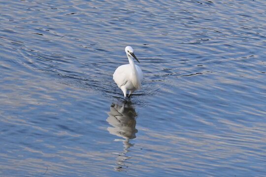 Great Egret, Ardea alba , foraging at low tide