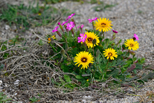 Tanger-Reichardie // False sowthistle (Reichardia tingitana) - Cabo de Gata, Spanien
