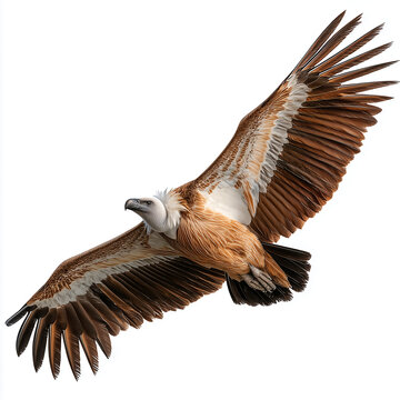 Large vulture soaring in flight. Isolated griffon vulture flying with wings spread wide.