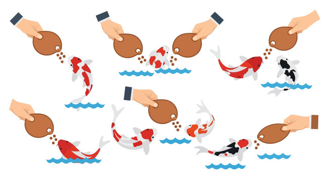 Set of human hands feeding colorful koi fish with pellets