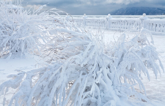 Winter landscape of Baikal Lake embankment on frosty December day. Snow and frost covered shrubs near source of Angara River. Winter travels during Christmas holidays. Siberia, Irkutsk, Listvyanka