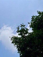 Fototapeta premium The blue sky with cloud and tree