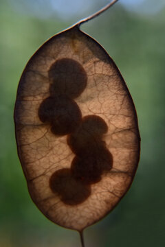 Closeup of a translucent Lunaria or Honesty plant seeds in a silicle