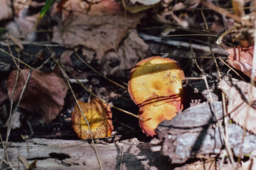 Mushrooms in the forest hiding under a tree bark © Pawparazzi
