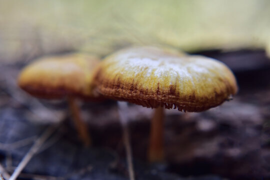Closeup of two forest mushrooms, possibly of the Gymnopilus family