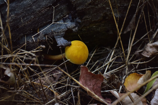 Small yellow mushroom (possibly Lion shield) growing from under a rotting tree trunk