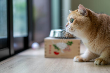Alert Male Golden British Shorthair Cat Side Profile View Lying Indoor Near Window © Puwaphat