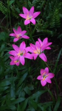 Vibrant pink rain lily flowers blooming in a lush green garden with raindrops.