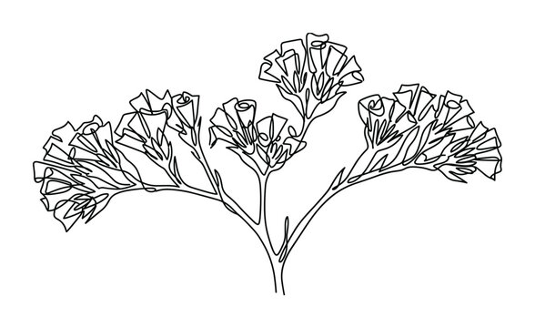 Continuous line art illustration of a botanical statice flower branch