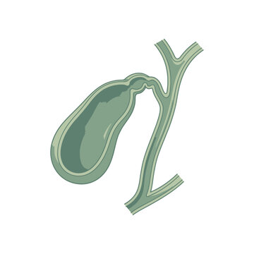 Human gallbladder and biliary tract anatomical structure