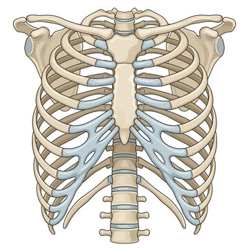 Human rib cage and thoracic spine anatomy