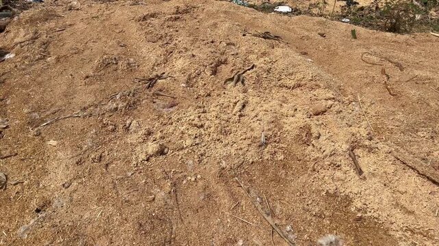 Pile of Raw Sawdust Waste from Timber Sawmill Industrial
