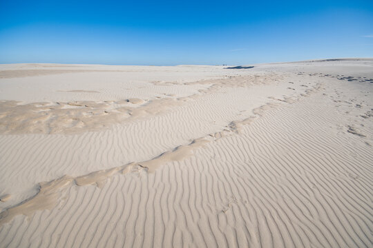 R&aring;bjerg Mile migrating coastal dune between Skagen and Frederikshavn, Denmark
