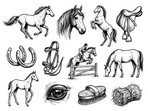 Horse sketch vector set, hand drawn ink stallion and equestrian equipment, isolated elements on white background