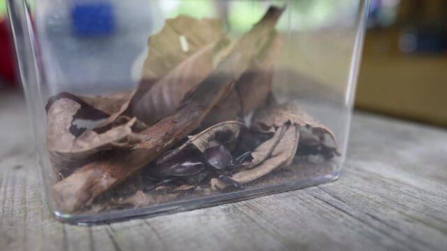 夏休み、自然の中で捕まえた虫かごのカブトムシを観察する日本の昆虫動画