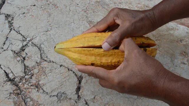 Opening A Yellow Ripe Cocoa Pod