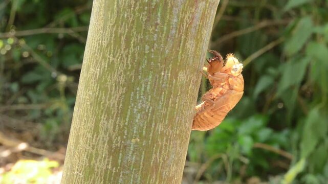 Exuvia (Shed Exoskeleton) Of A Cicada Nymph On A Caster Nut Tree
