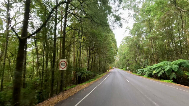 Winding Road Through Lush Forest on the Great Ocean Road