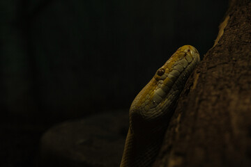 Close-up portrait of a python snake peeking out from behind a tree branch © Иван Крылов