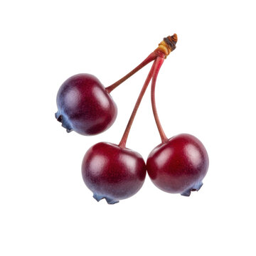 Three Ripe Saskatoon Berries with Stems