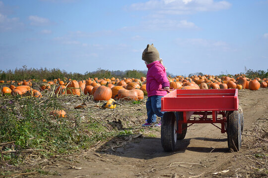 Child with a red wagon at a sunny pumpkin farm