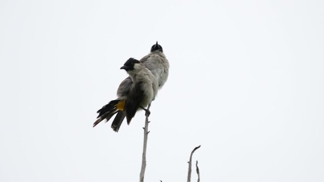 Sooty-headed Bulbul pair Resting on a Twig in Batam, Indonesia, 4K