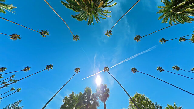 Towering Palm Trees Framing a Bright Blue Sky. Tall palm trees frame a vivid blue sky with bright sunlight, wispy clouds, and a white airplane contrail overhead.
