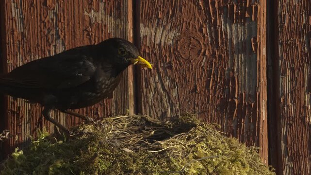 An empty nest is shown, then a male blackbird jumps onto its left edge holding insects in its beak, leaning toward the nest and waiting. Static eye-level shot, slow motion.
