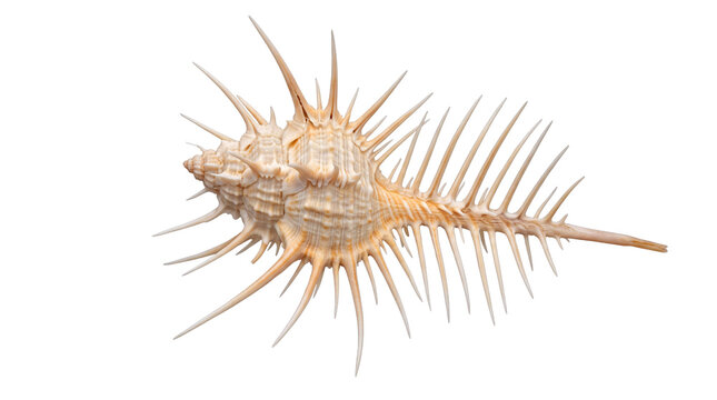 Venus comb murex seashell with long sharp spines, exotic beige sea shell specimen, tropical marine gastropod for nature decor isolated PNG with Transparent Background