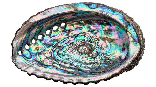 Iridescent abalone shell with mother of pearl interior. Polished paua shell showing rainbow colors. Natural sea shell for jewelry and decor. isolated PNG with Transparent Background