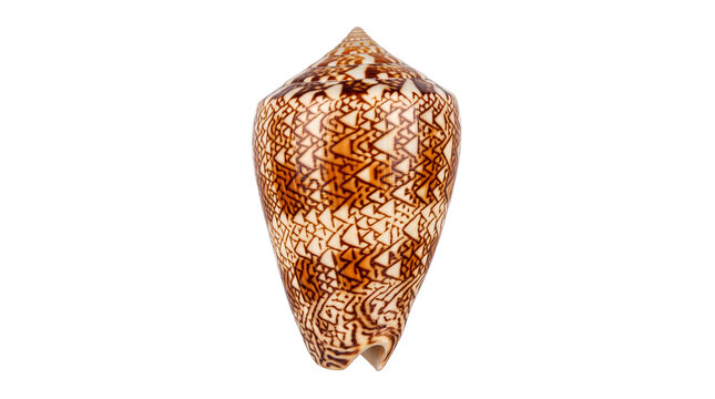 Textile cone seashell with intricate brown geometric patterns, exotic marine conus textile shell, tropical sea snail specimen isolated PNG with Transparent Background