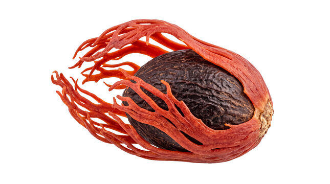 Whole nutmeg seed with red mace aril, organic aromatic spice for culinary use, raw nutmeg kernel wrapped in vibrant mace lacy shell isolated PNG with Transparent Background