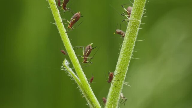 aphids hanging on a plant stem sucking