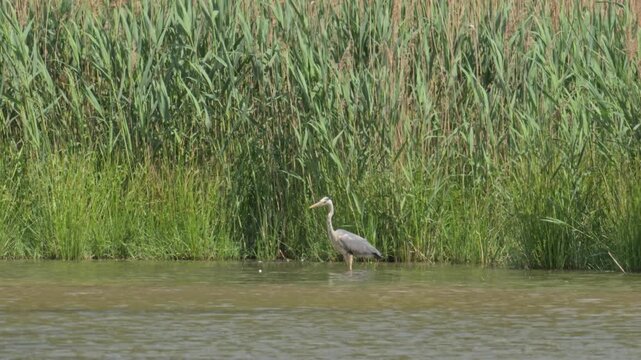 grey heron (Ardea cinerea) bird standing in shallow water